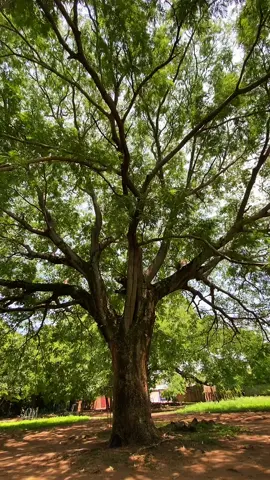 La Lagunota en El Parral, Chiapas. 🌳