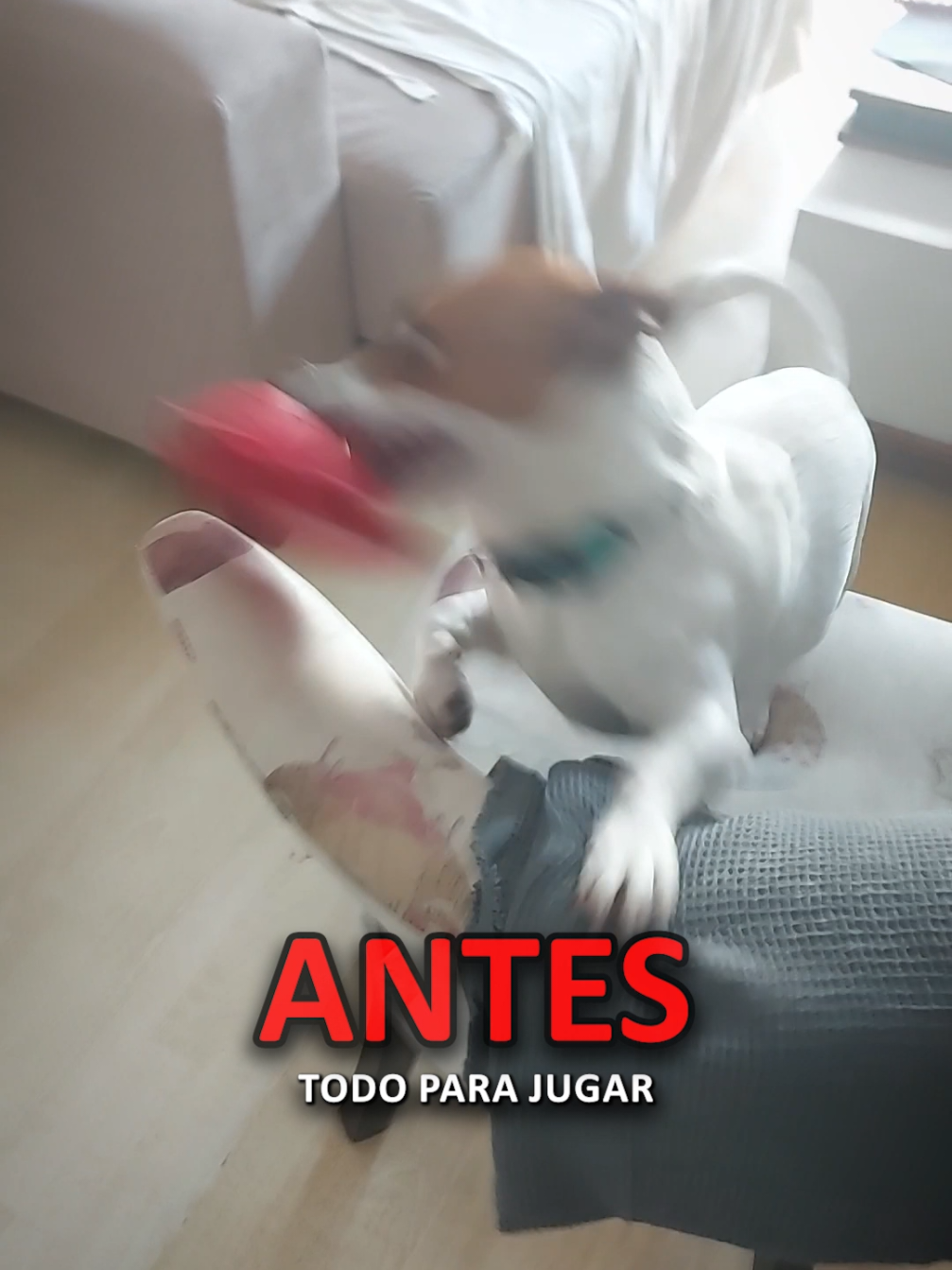 SE CALMA EN 5 MINUTOS ❗❗ 🐶💨 Este Jack Russell me recibió saltando sin parar, corriendo de un lado a otro y lleno de ansiedad. Pero en solo 5 minutos, pasamos de ese descontrol a verlo tranquilo, acostado en el piso y esperando con paciencia… incluso con comida frente a él 🍗🙌 La clave está en enseñarle que la calma trae recompensas. Premiamos su buen comportamiento para reforzarlo y que lo repita siempre. Con el enfoque correcto, hasta el perro más ansioso puede aprender a relajarse 🐾 RECORDA que si tenés algún problema como este o similar no dudes en mandarme un mensajito para contarme y que pueda ayudarte. RESPONDO A TODOS!!! #perro #adiestramientocanino 