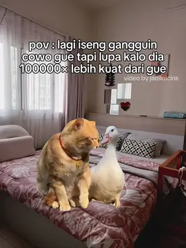 #memekucing #catmeme #memecat #povindonesia #kucinglucu #kucingindonesia #viral #viraltiktok #fypp #masukfyp #foryoupage❤️❤️ #4u #xyzabc 