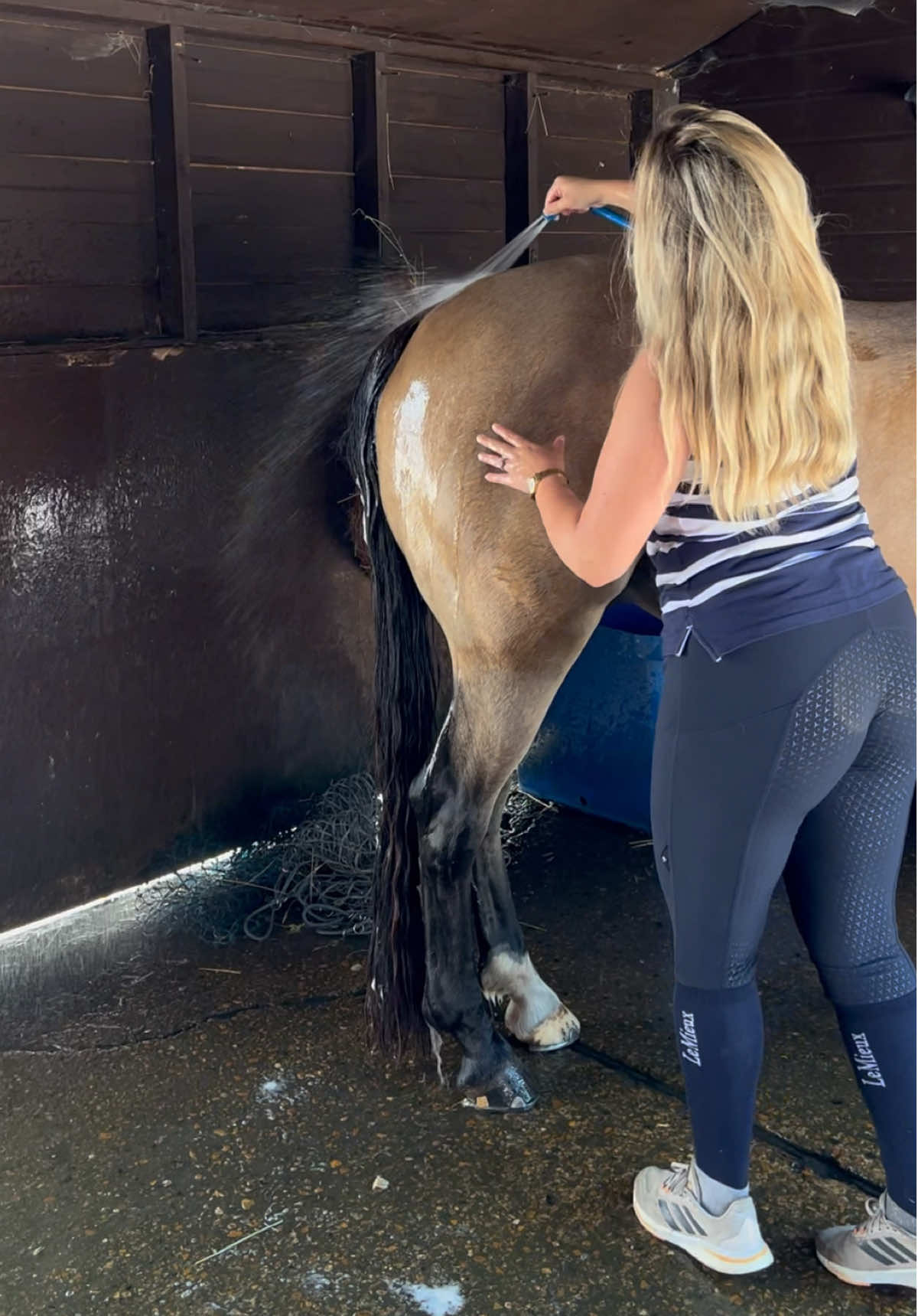 I used the Lincoln classic shampoo and he was SILKY!! #horsebath #horsesoftiktok #fypequestrian #equestrianlife #dunhorse 