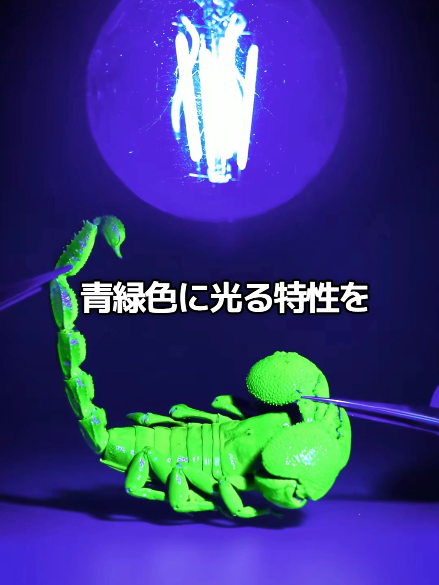 なぜサソリはブラックライトで光るのか