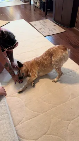 He loves his mommy! ❤️ #heeler #awkward #cattledog #lovedogs @Oliver & Mommy 