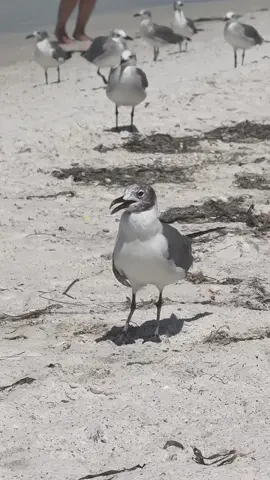 #siesta #siestakey #seagulls #wannamakeatiktok 