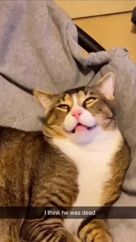 Very funny cats while sleeping 😹💤 #sleepingcats #cutecats #funnycats #catsoftiktok #catlover #funnyvideo