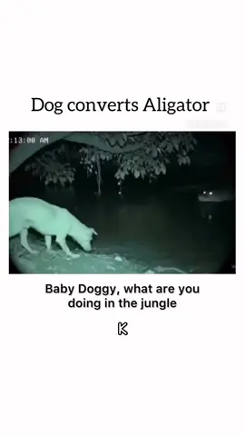 Funny #funny #aligator #doglovers #godmode 