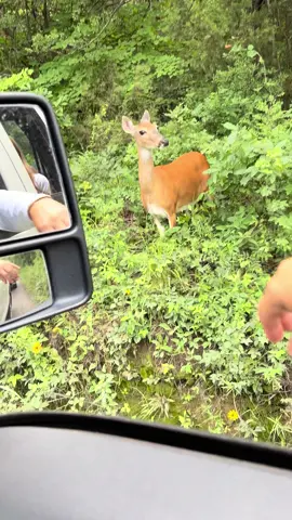 #deer 