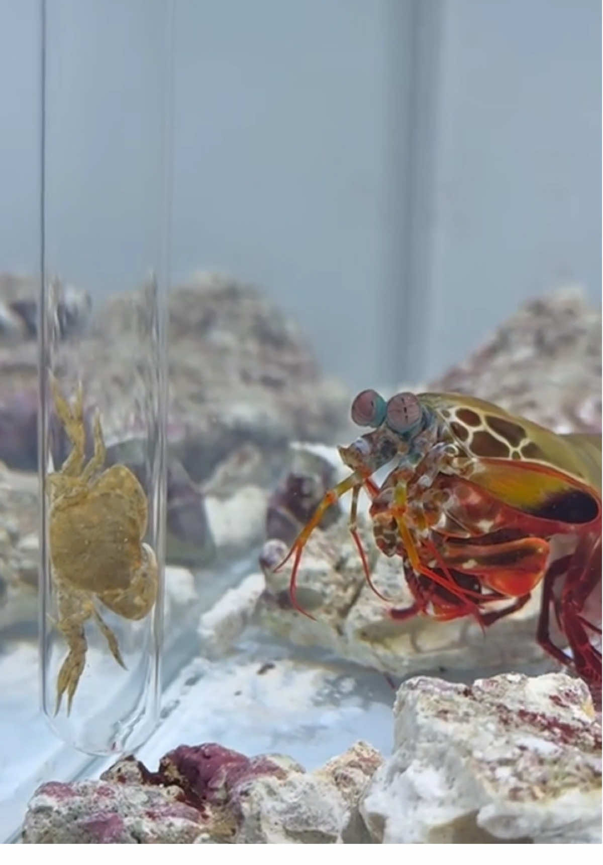 Can mantis shrimp breaking glass #viral #fyp #mantisshrimp 