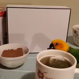 #smartbirds🐦🐦 #lovebirds❤️❤️ #smartparrots😍😍😍 #loveparrots❤️❤️❤️❤️😀😀🦜🦜 #lovebirds😍 