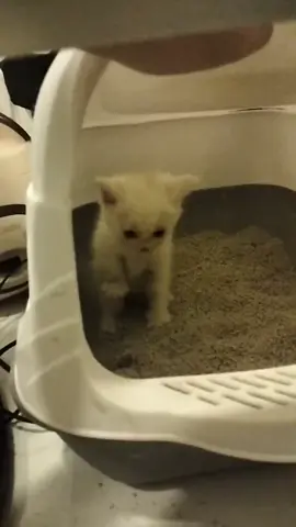 😵‍💫😵‍💫😵‍💫 trông trĩ đến nơi #cat #meo #ia 
