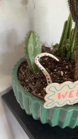 My cactus arrangement! #cactus #foryoupage #PlantTok #palntsoftiktok #plantlover #welcom 