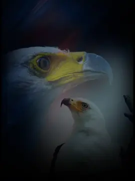 #CapCut 