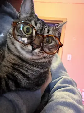 bro started seeing sounds #cat #kitten #glasses #tabby #funnycat 