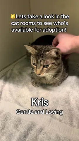 😻 9 purr-fect reasons to visit IACS today! From cuddle bugs to playful explorers, we’ve got the perfect cat waiting to meet you. 🐾💛 📍 2600 S Harding St, Indianapolis 🚨 No adoption fees — every cat is spayed/neutered, microchipped & vaccinated! #AdoptDontShop #AdoptIndy #RescueCats #IndianapolisAnimalCare #CatTok   