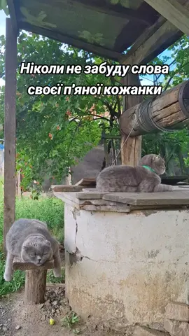 #юмор#котвенька#ніколинезабуду#