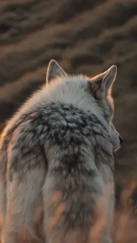 Herz der Wildnis – Wolf & Natur Eine Reise in die Welt der Wölfe – nah, kraftvoll und voller Gefühl. Zwischen Licht und Schatten, zwischen Stille und Bewegung – Momente, in denen Natur und Wolf eins werden. Jede Szene erzählt eine Geschichte ohne Worte, getragen von Blicken, Wind und Landschaft. #WolfMagic    #CinematicNature.  #PortraitArt  #WildlifeVibes.  #NatureFocus  