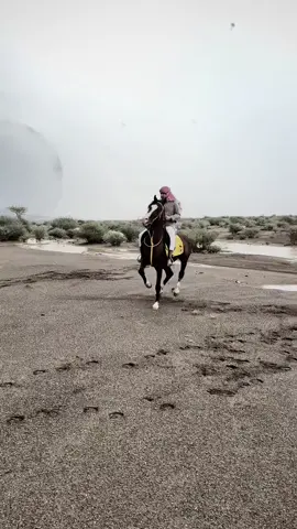 #fyp #اكسبلورexplore #عشاق_الخيل🐎♥️ #خيل_عربي_اصيل🐎🐎 #خيل_وخياله🐎 