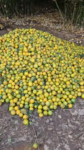 161 oranges for 40 cedis. Meanwhile it's 1 cedi on the market. As farmers, we are always being cheated 