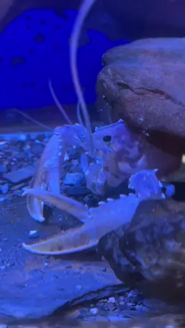 Meet Padstow’s cutest crustaceans! 🦞  At the @The National Lobster Hatchery , you’ll see baby lobsters up close, discover how they’re cared for, and learn how your visit helps release thousands back into the wild. There’s fun for all ages, lots of fascinating marine science, and every ticket supports vital conservation.  https://maps.app.goo.gl/BoLQnqW6my3yt8NK7?g_st=ic Padstow harbour  #BestDaysOutCornwall #familydaysoutcornwall #daysoutwithkidscornwall #thingstodocornwall  #Padstow 