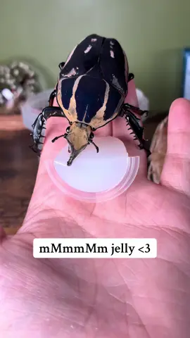 Meet Beef(y) !!!! 🍔 A Male MTU beetle - he is my biggest boy yet so ofc he needed an appropriate name!  #entomology #oddities #bugsoftiktok🐜🐌🐛🦗 