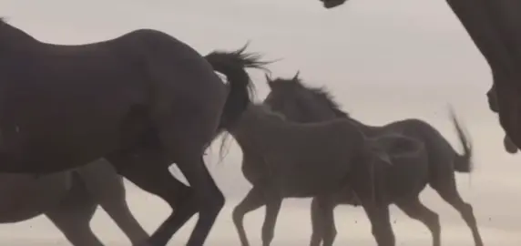#youngthug #horses #fyp 