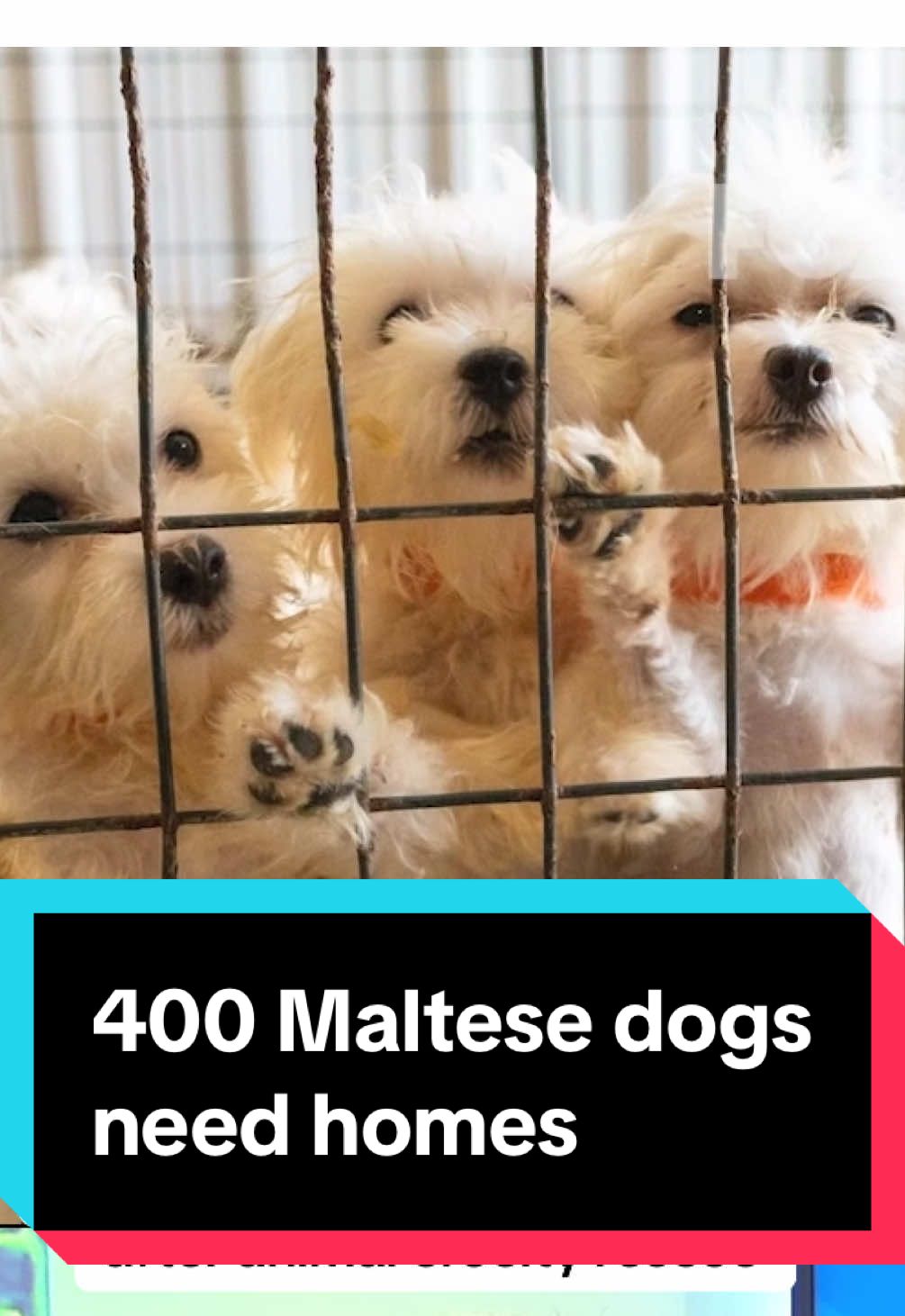Over 50 Maltese dogs are looking for their forever homes in North Texas! These pups were part of a group of 400 recently rescued from an out-of-state cruelty case. You can meet these adorable dogs at an adoption event this Wednesday, August 20, from 10 a.m. to 3 p.m. at PetSmart in Fort Worth (415 Carroll Street). All pets adopted from the Humane Society of North Texas are spayed/neutered, microchipped, and up-to-date on vaccinations. For more information and to see all available pets, visit hsnt.org.