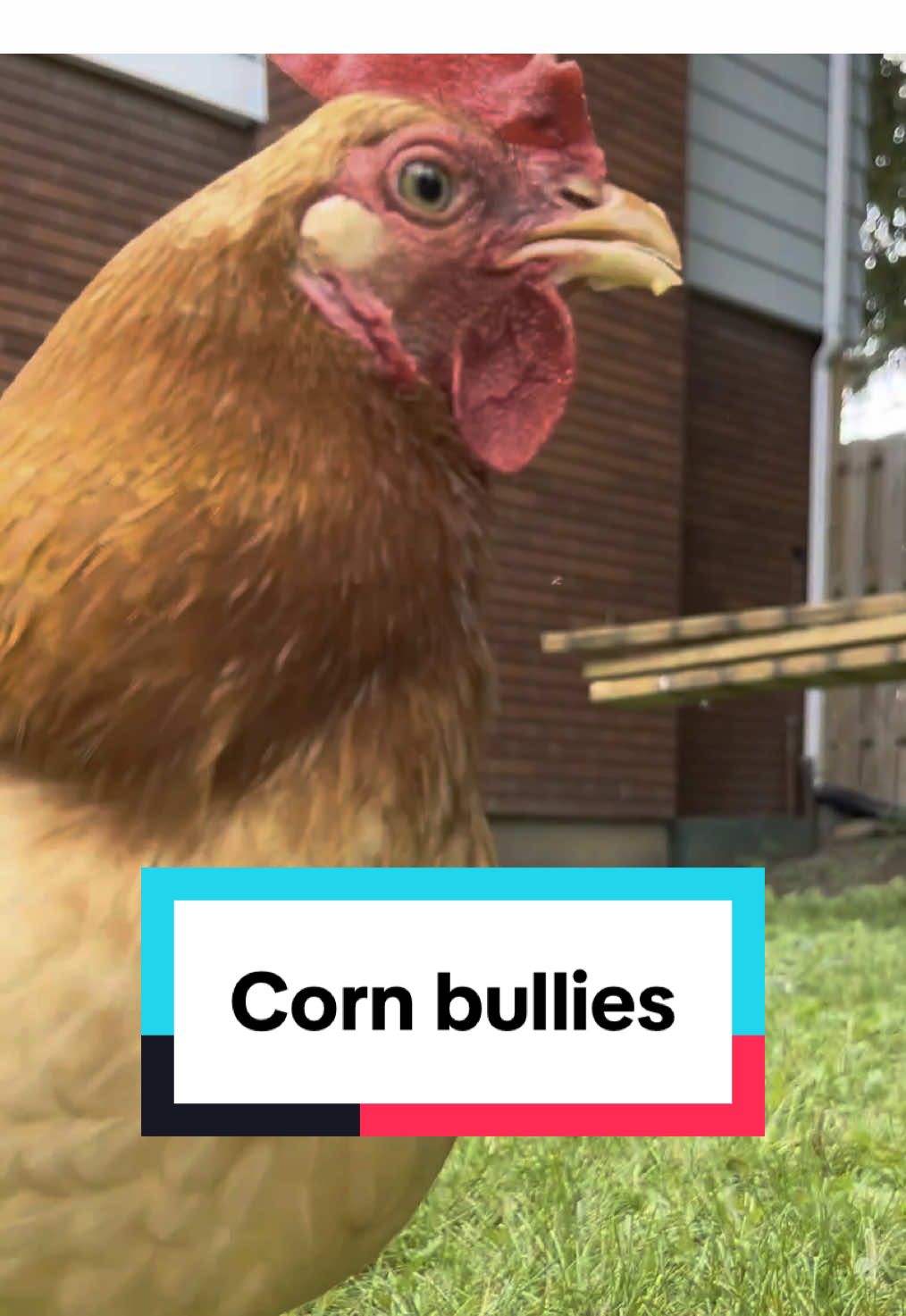 Chickens who love corn too much #chickens #backyardchickens #chickensoftiktok #chickenlife #corn 