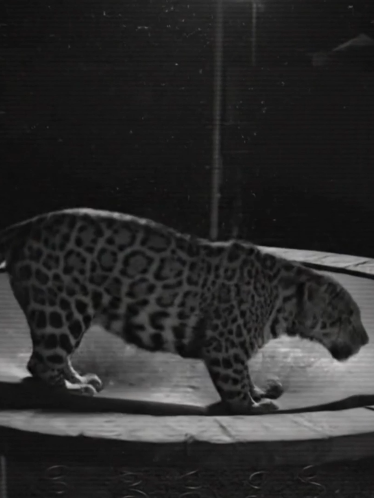 🐆💥 Uma onça-pintada flagrada se divertindo na cama elástica… e a câmera de segurança registrou tudo! 🎥🔥 #onçapintada #camaelastica #animais #natureza #trampolim #viral #foryou #fy #wildlife #videoviral