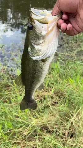 #bassfishing #fishing #fishtok 