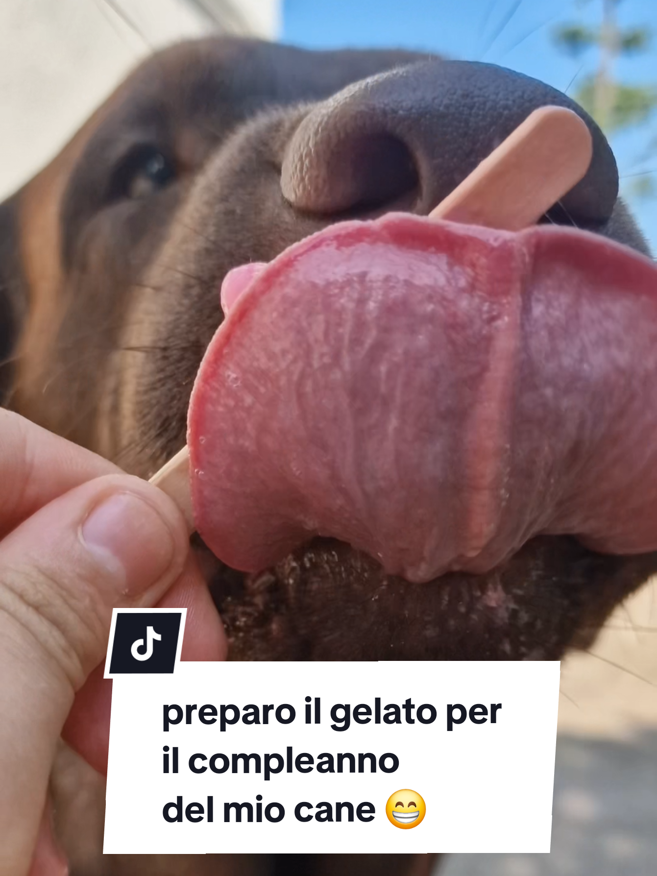 l'8 agosto sua maestà Rudy ha compiuto 1 anno 🥹 e come festeggiare al meglio se non con un bel gelato preparato grazie ai prodotti di @PetBakery ? 😋 e devo dire che Freskolo alla mela e bietola rossa è pure piaciuto molto, considerando che è bello schizzinoso sul cibo, specialmente se mai assaggiato 👀🤎 • • • #labrador #labradorretriever #chocolatelab #birthday  #compleanno 