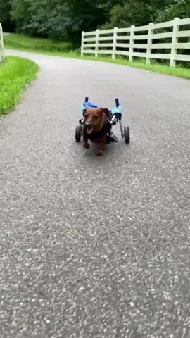 @dockers_on_wheels favorite summer activity is exploring the trails! 🌳 What’s your go-to wheelie adventure? ☀️ #WalkinPets #WheeliePets #PetWheelchair #DogWheelchair