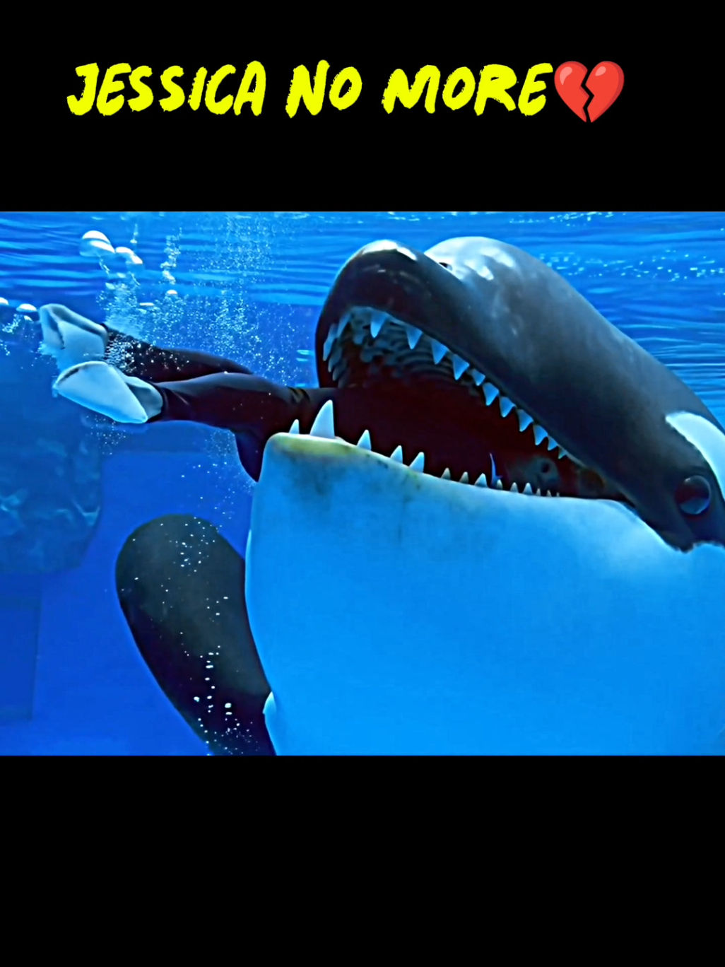 dolphin attack to Jessica 🥹#videoviral #trending #trend #viral_video #viral #dolphin #dolphin #jessie #dolphins #jessica #viral 