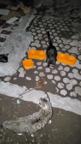 tikus terjebak paspamres 😆 #kucing #catsoftiktok #catlover 