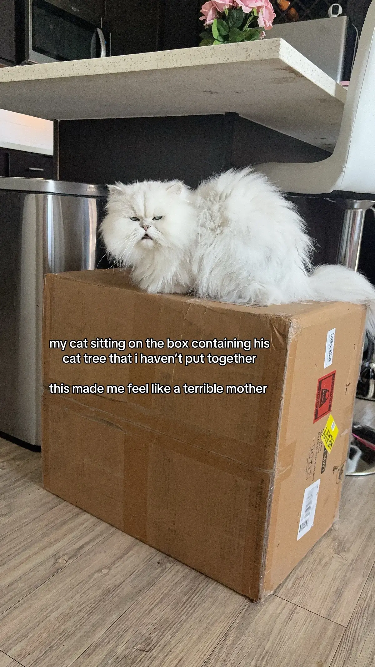 i’ll put it together soon dw (they have two more) #fyp #persiancat #catsoftiktok #trending 