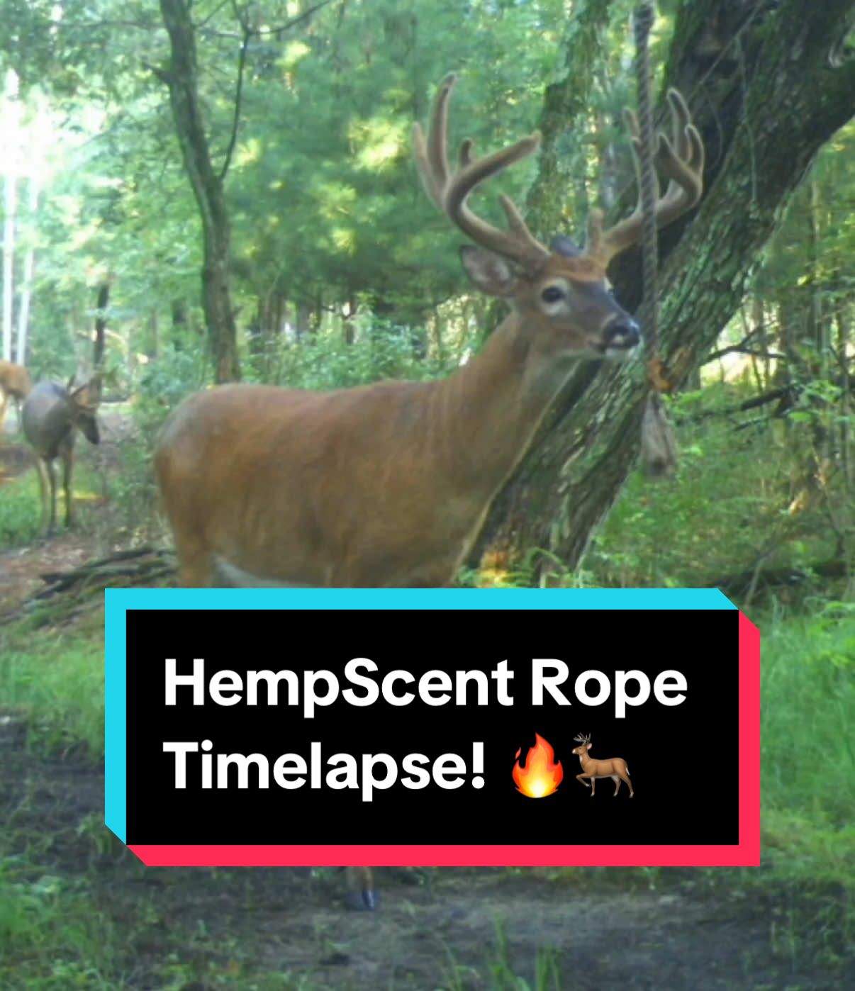 Can you spot the absolute tanks that used this rope? 🦌 This HempScent Rope Single-Setup is located on a four wheeler trail going through the property that gets used by deer all year round! ☀️🍁❄️🌷 We get a lot of questions asking when the best time to put these out is….The answer is RIGHT NOW! Deer use scrapes year round to communicate via scent including the summer! Putting out your mock scrapes right now allows you to establish a mock scrape before season starts! 👍🏻🦌 #deerhunting #whitetailbuck #hemprope #bowhunting #whitetailhunter 