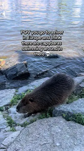 Still don’t fully know what they are. Water rats? Beavers? #prague #travel #travelling #europe #animal 