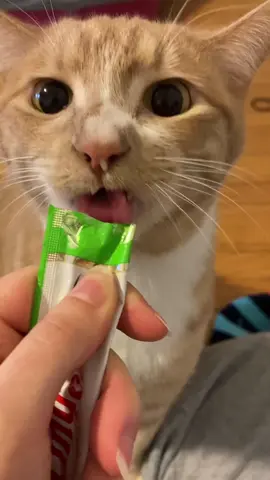 Two minutes of my cats being cute 