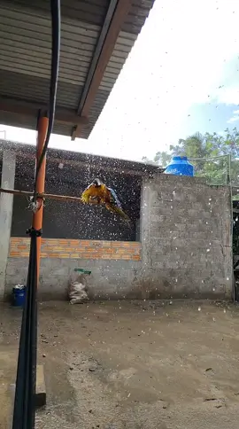 Florencio dándose su baño en plena ⛈️ lluvia ✨🦜🌴