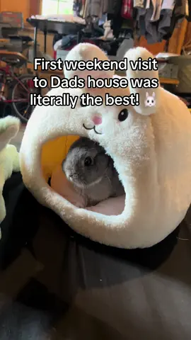 First weekend visit with Muffin has brought me so much joy🐰 If his mom didn’t spoil him so much I would keep him forever ❤️ #bunny #bunnytok #fyp #foryou #viral 
