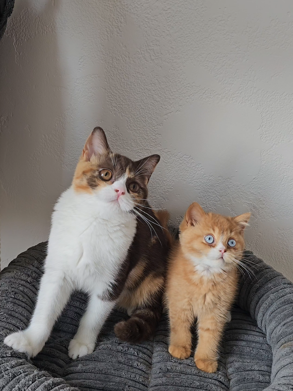 British shorthair kittens. Female - Azelia chocolate tortie bicolor, cinnamon carrier 🌸  Male - red genetically ticked 09, dominant blue eyes program 💙. Прощу любить и жаловать: Азелия и Лучианно - британские котята эксклюзивных окрасов 🐾 Лучшие линии, отличная родословная. Сертифицированный питомник Empire Velvetline в системе WCF.   #Kittens #BritishShorthair #Cats #Pets #Eyes 