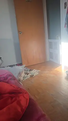 #hamlife #malamutelife  catching my room mate giving my girl some ham 🤣