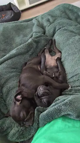 silly sleepy pups #pugpuppies #pugsoftiktok #puglife #sleepy #snuggle 