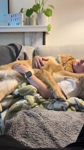 I could stay in this moment for a lifetime🥹😭 #goldenretriever #goldenretrieversoftiktok #goldenretrieverlove #goldenretrievercuddles #goldenretrievercuteness 