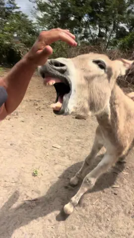 Cadê Lulinha 🫏😂#video #viral #comedia 