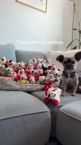 My girls #toys #yorkie #girls  