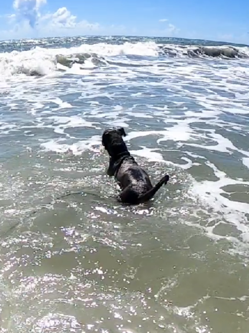 Beach Bubba!! 😁 #dogsoftiktok #dog #catahoulamix #rescuedog #tuesday 