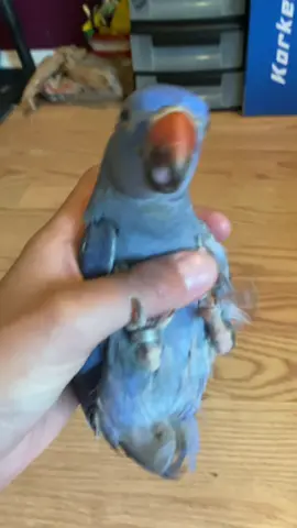 the bestest friend there ever was 🥹 #talkingbird #birdsoftiktok #birdtok #indianringneck #DexterTheRingneck 