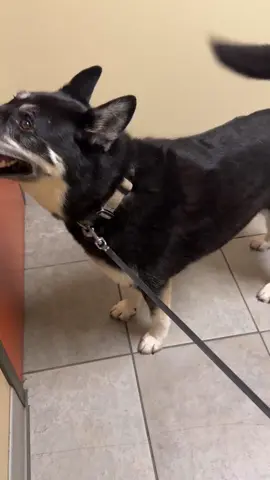 I won’t let her scam me again!! #doglovers #dogsoftiktok #rugertheshepsky #doglifelover 