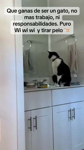 Y si 🐈🐈🐈🐈 #gatostiktok #yp #paratiiiiiiiiiiiiiiiiii #tiktoknews #video 