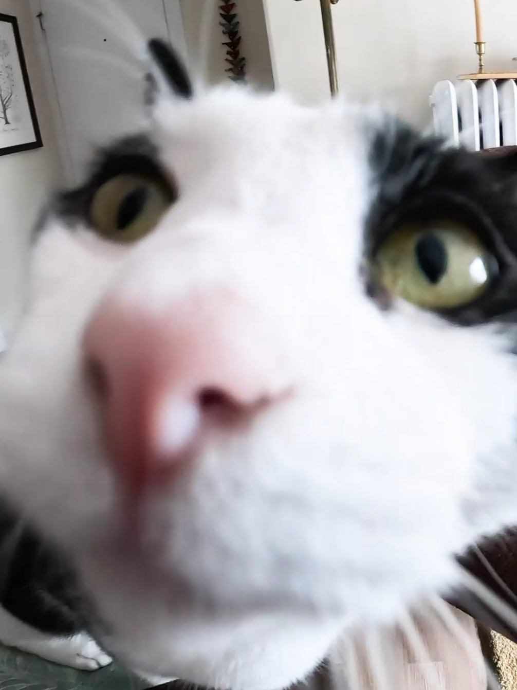 🌜😺🌛 #cat #tuxedocat #catlover #cattok #catsoftiktok 