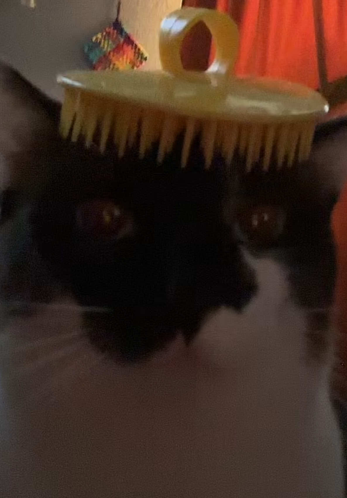 chezbergr🍔